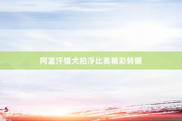 阿富汗猎犬拍浮比赛精彩转眼
